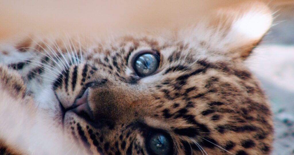 Baby Leopard Film Fixing Wildlife Filming