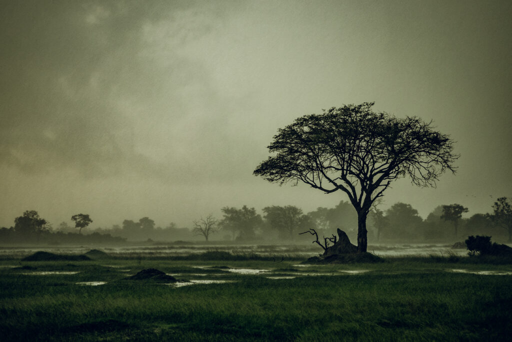 Petrichor Films Botswana Tree Rainy Season Film Fixing