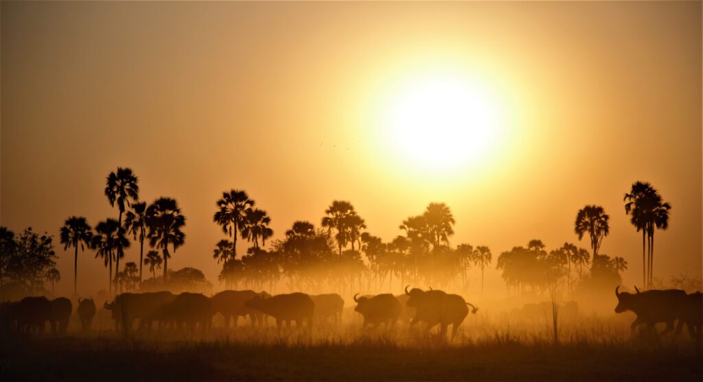 Petrichor Films Botswana Film Fixer Services Film Fixing Buffalo Sunset Dust Okavango