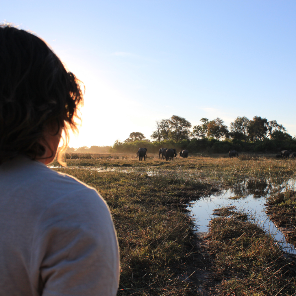 Alistair Wilmot Filming Botswana Elephants Film Fixing